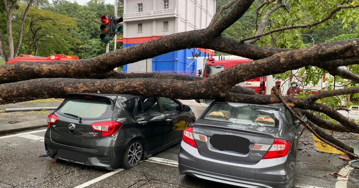 狂风刮倒树 压毁两车