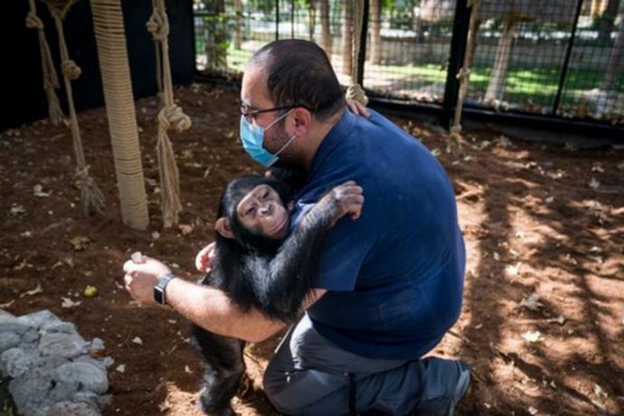 兽医抚养小黑猩猩 返自然遭同类打死