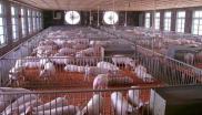 肉产品能传播非洲猪瘟 槟消协:应禁用泔水养猪