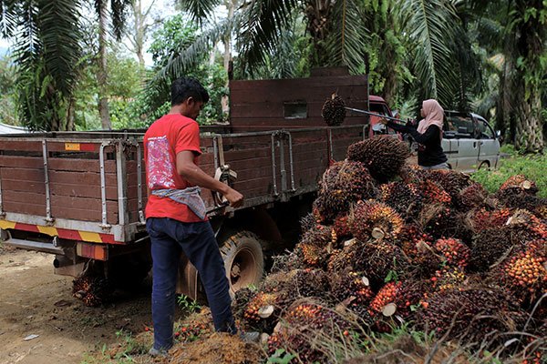 印尼取消棕油出口税不影响大马 祖莱达：需求会持续上升